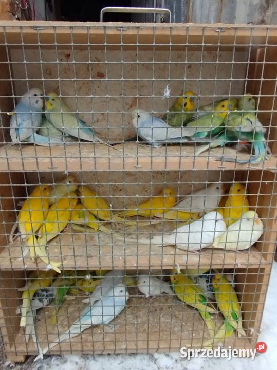 Nimfy faliste sprzedamzamienię Bukowiec