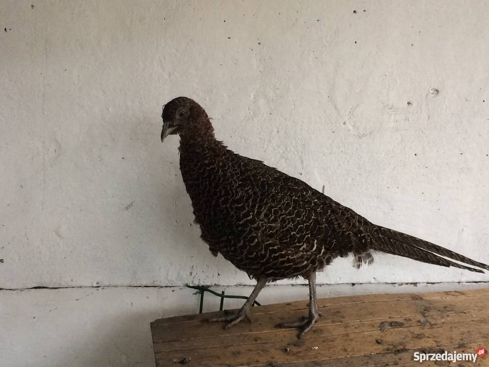 Bażant 21 Mongolski Łowny śląskie Siewierz
