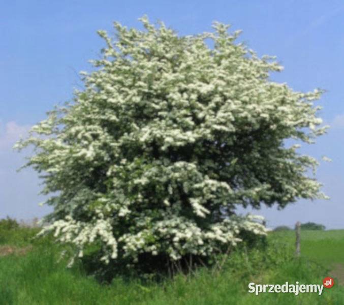 GŁÓG JEDNOSZYJKOWY Crataegus monogyna NASIONA Nasiona