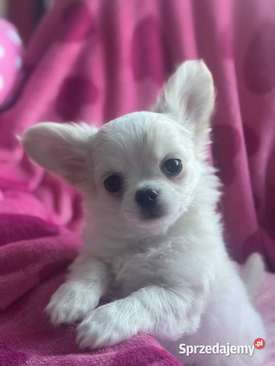 Chihuahua długowłosy z doskonałym rodowodem