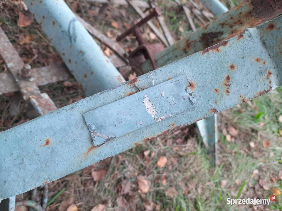 Brony 3 trójki Bucze