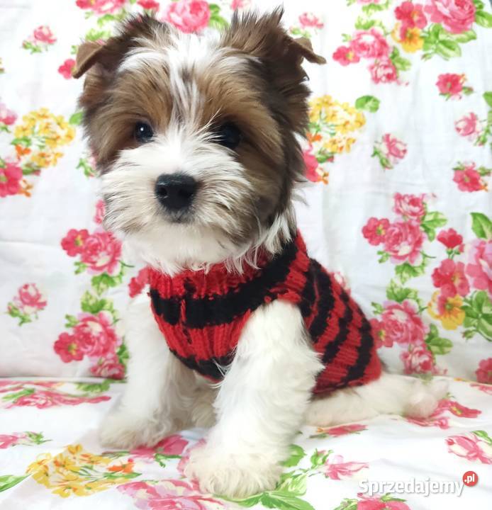 Do odbioru White Ocean Pearl YORK Śliczny piesek Opole