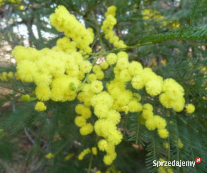 AKACJA SREBRZYSTA Acacia dealbata NASIONA 100g Lubanie