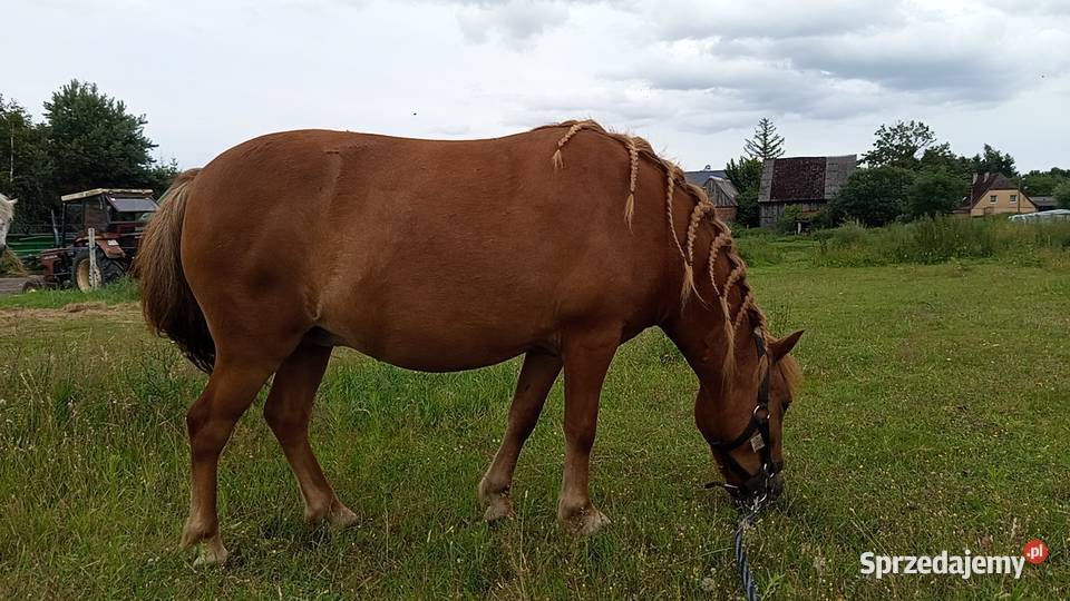 Klacz kucyk Zwierzęta