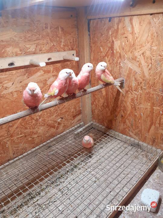 Papugi lilianki para wielkopolskie