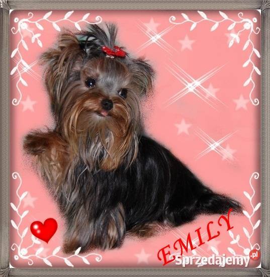 YorkYorkshire TerrierElitarne MI małopolskie sprzedam