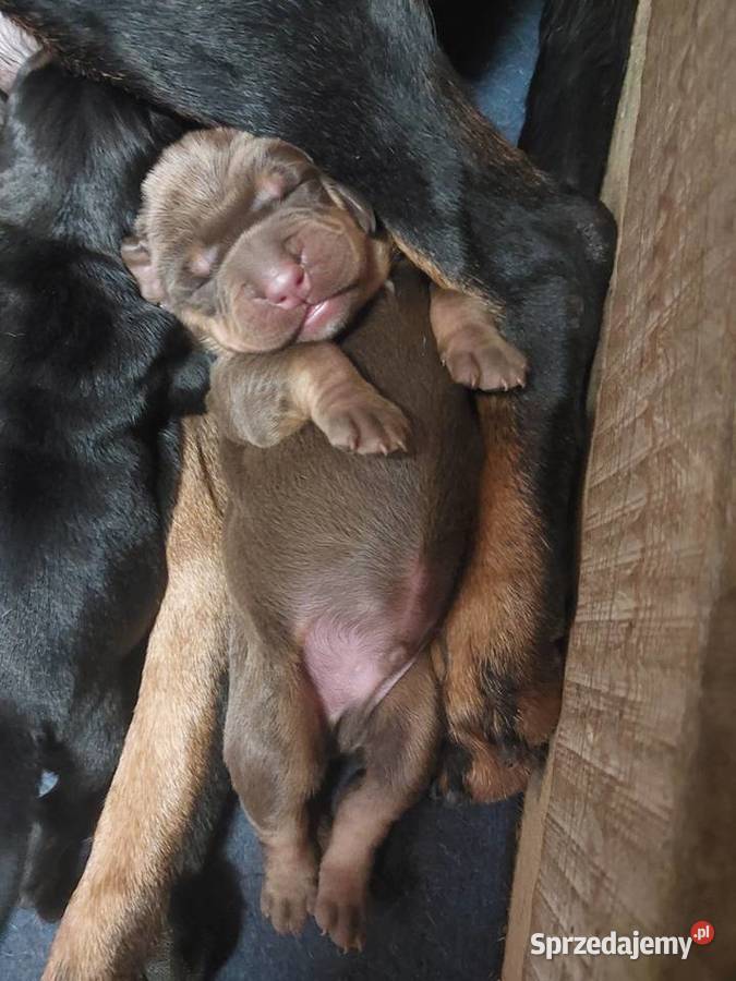 Gończy polski szczeniaczki wielkopolskie