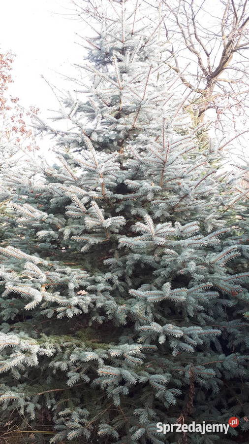 Choinka świerk srebrny 4m Mokrzesz