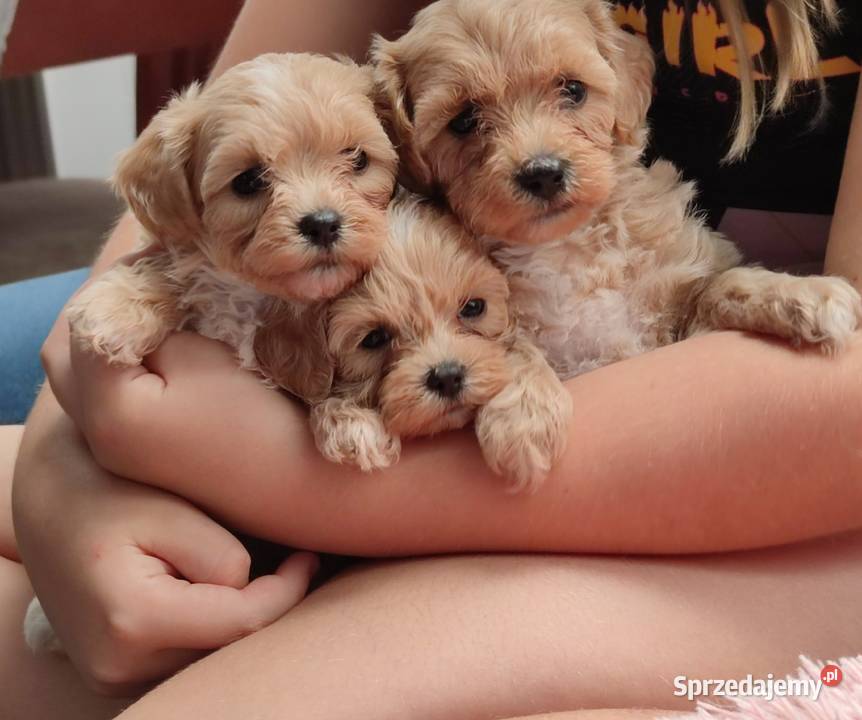 Maltipoo f1 best sale