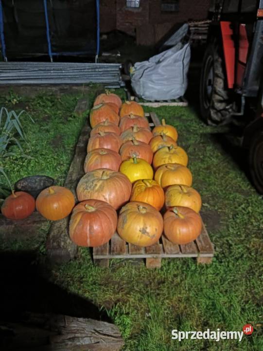 Dynia Halloweenozdobne na zupę czy przetwory Halloween