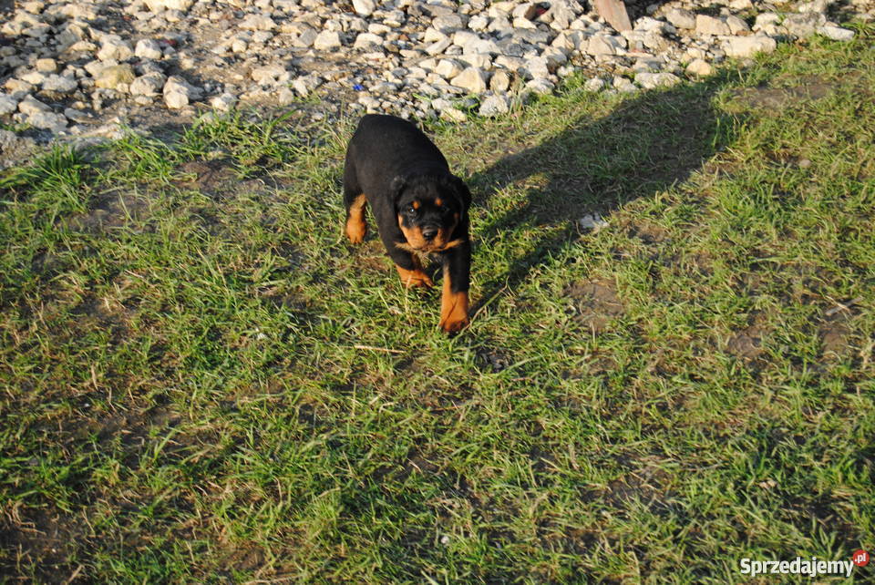 Rottweiler szczeniaki do oddania Psy Bąków
