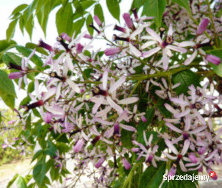 RÓŻAŃCOWE DRZEWO Melia azedarach NASIONA 100g Lubanie