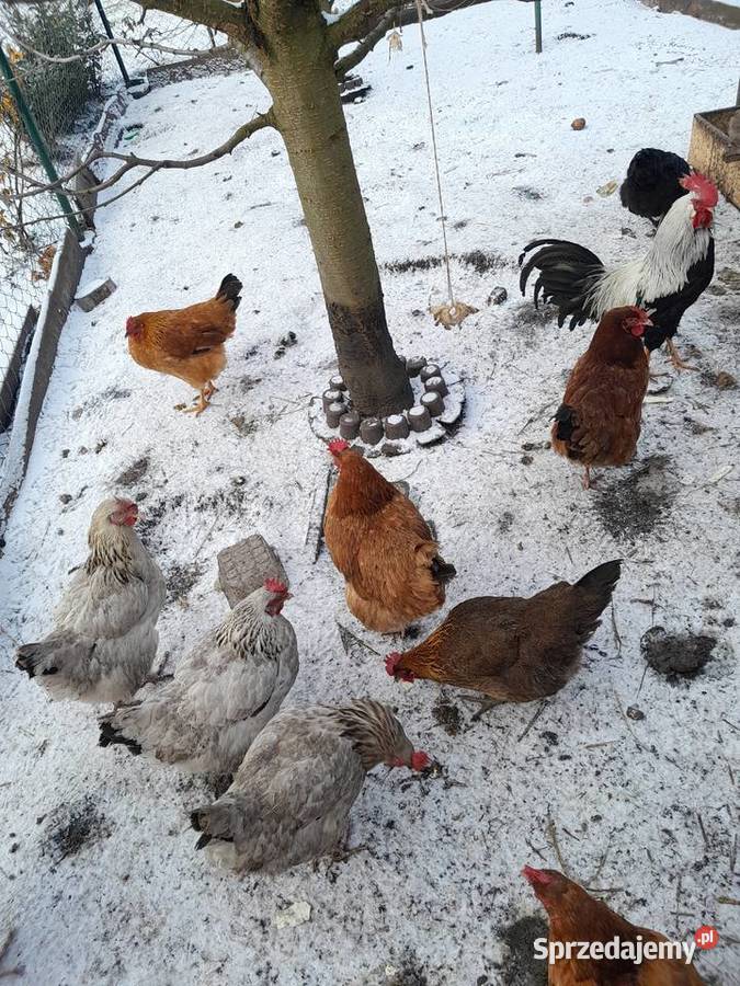 Sprzedam swojskie jajka Bargłówka sprzedam