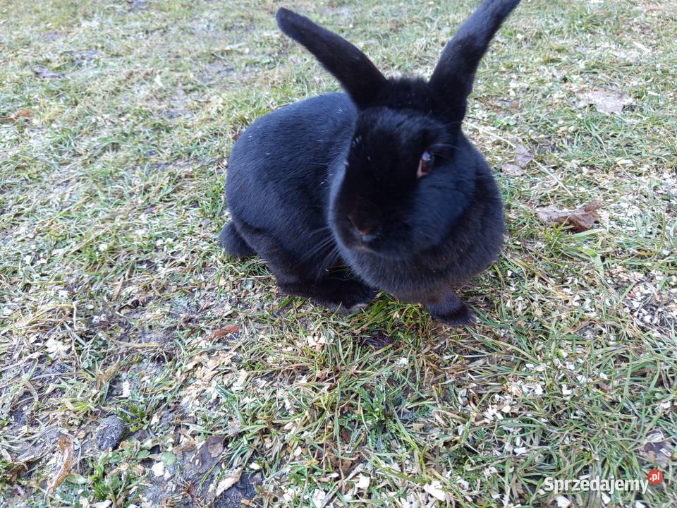 Królik miniaturka baranek łódzkie Kopyść
