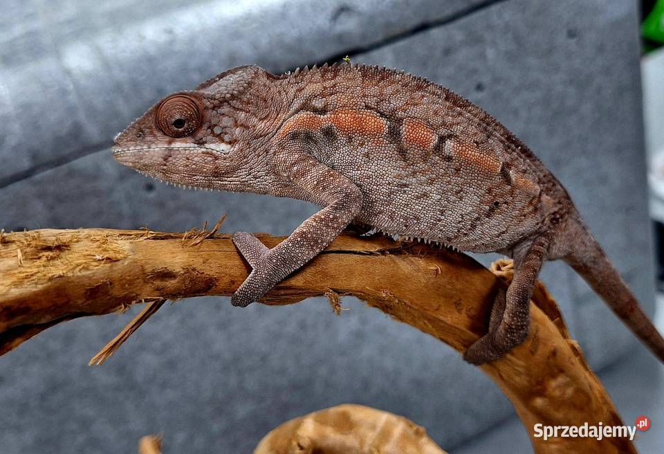 Kameleon lamparci samiec Wołomin