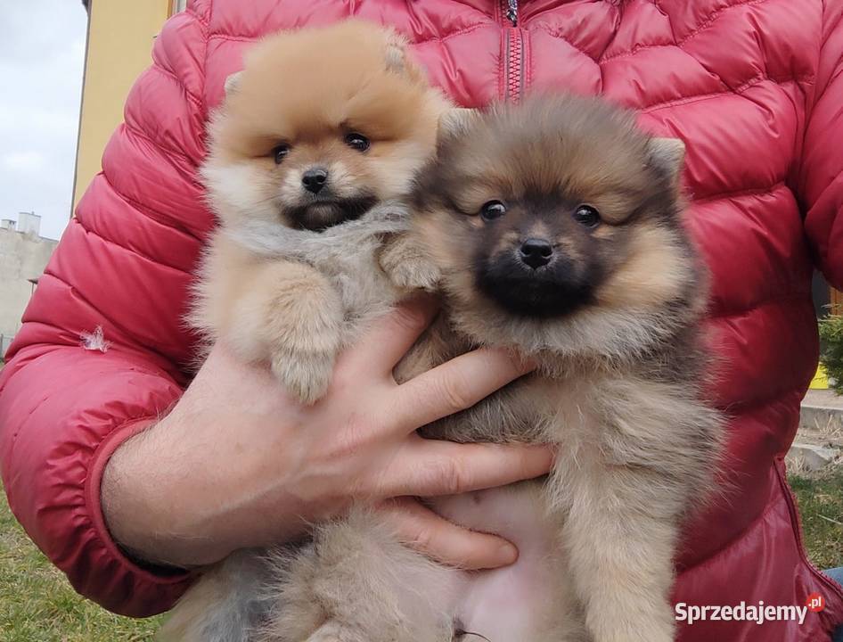 Szpic miniaturowy pomeranian rodowodowe Łódź
