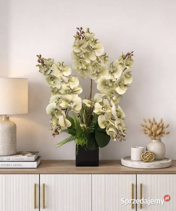 Storczyki Kwidzyn sprzedam