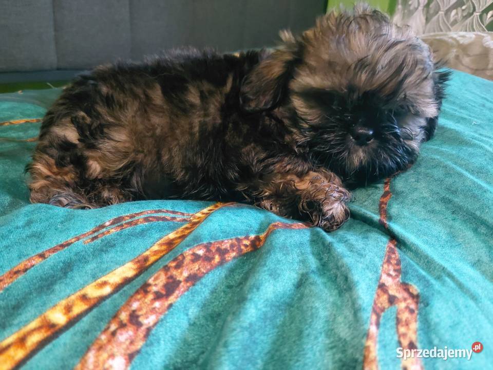 Shih tzu szuka nowego domku Krośniewice
