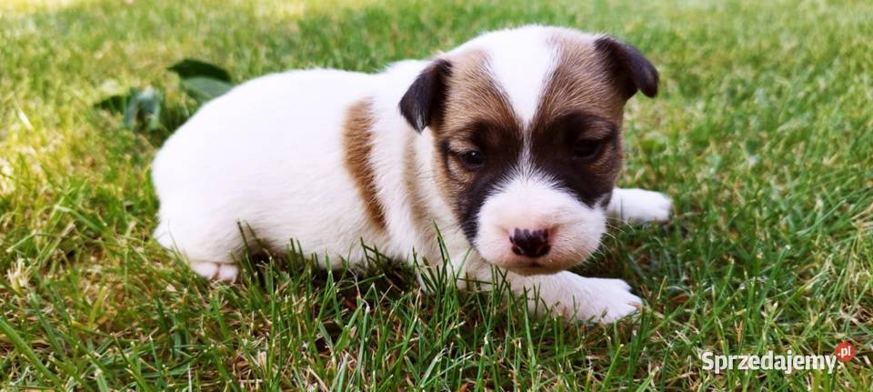 Jack Russell terrier
