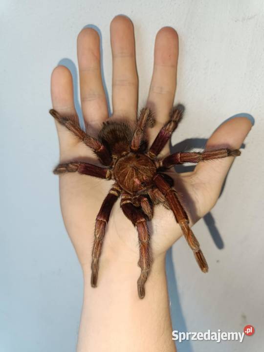 Pamphobeteus mascara Myślenice