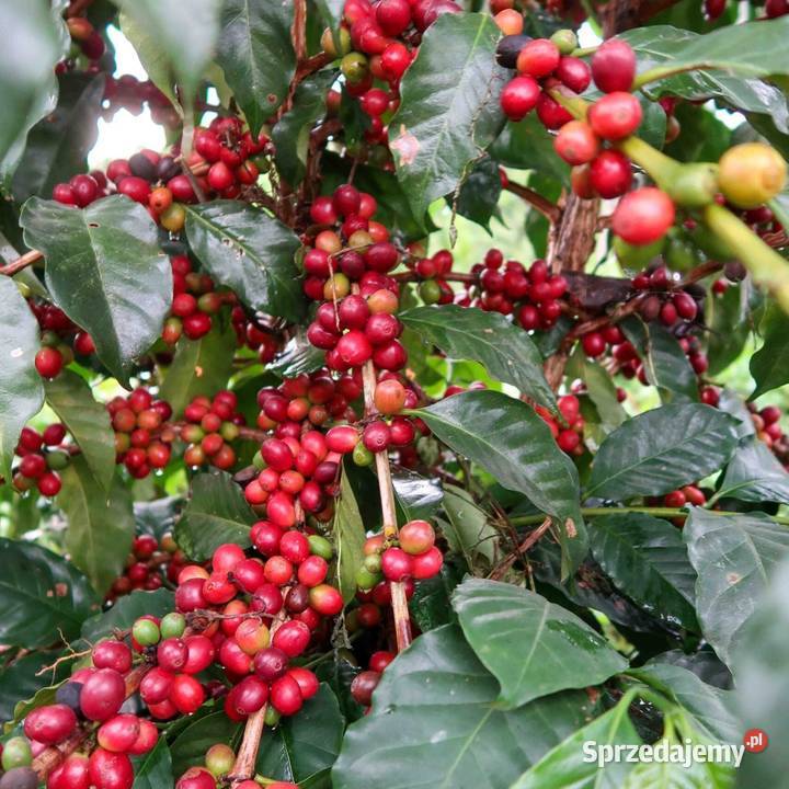 Kawa Gwatemala Santa Rosa w ziarnie 250g JAVA