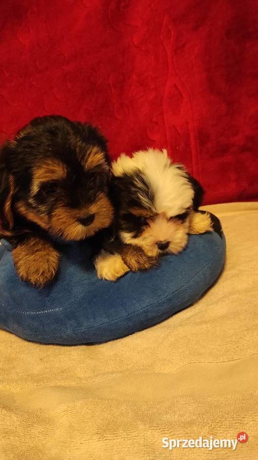 Śliczne suczki York Biewerek z rodowodem Psy