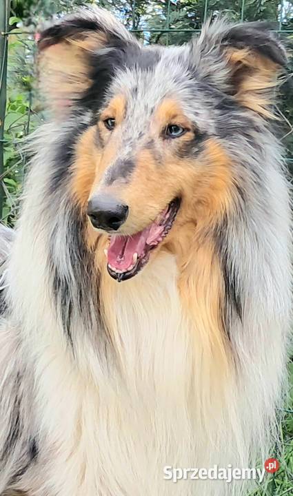 Owczarek szkocki Collie siczka łódzkie Bełchatów sprzedam