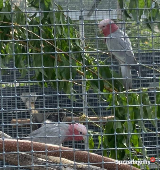 Kakadu różowe Łagiewniki