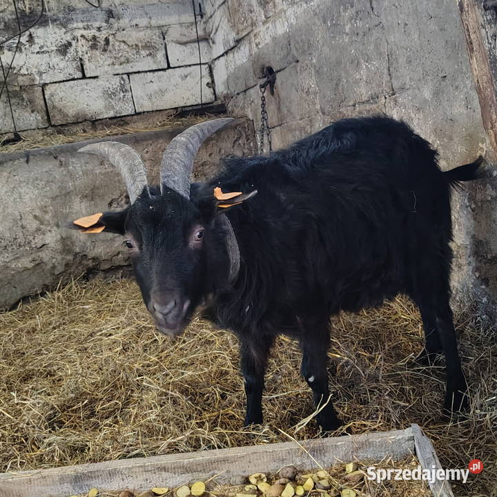 Mam do sprzedania kozy kazimierzowskie dwie Jaćmierz sprzedam