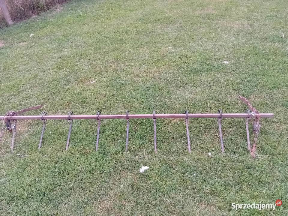 Grabki poznaniak Orzelec Duży