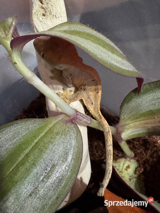 Młodziutki gekon orzęsiony Gady i płazy