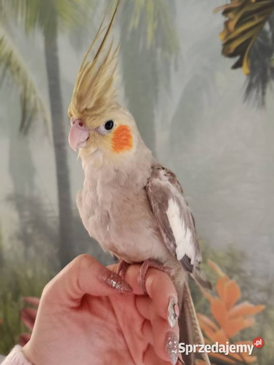 Papuga nimfa ręcznie karmiona oswojona sprzedam