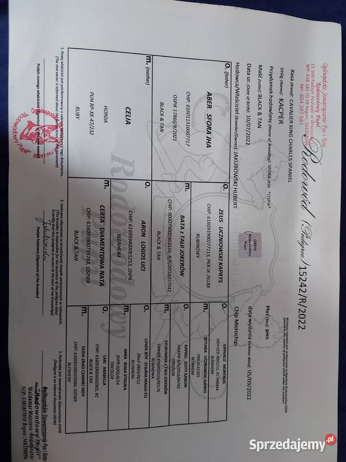 Cudowny Cavalier szuka nowej kochającej rodziny Cavalier King Charles Spaniel Dąbrowa Górnicza