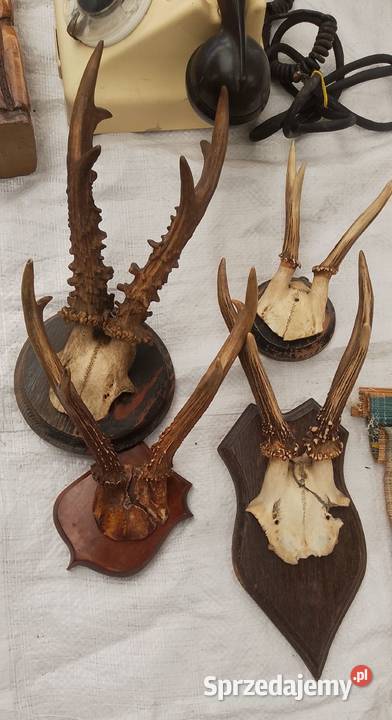 Poroża Częstochowa sprzedam