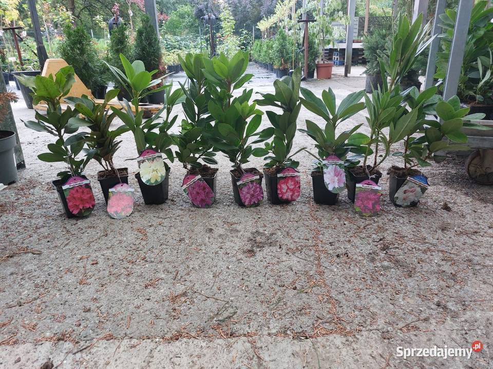 Rododendron Rododendrony 10 MIX PROMOCJA zachodniopomorskie sprzedam