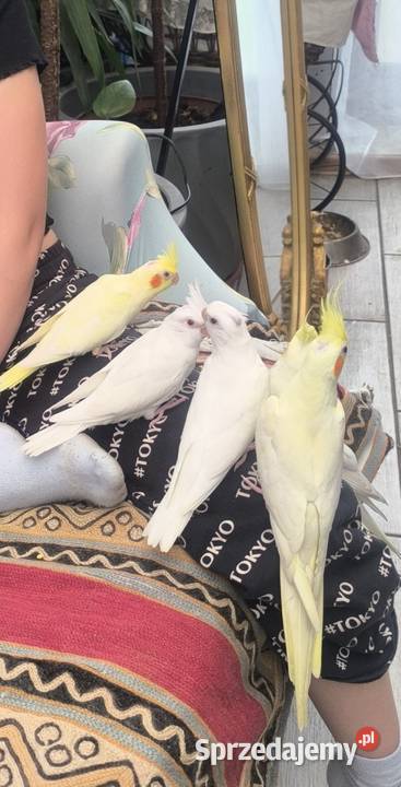 Młode papużki Nimfy Lutino Kwaczała