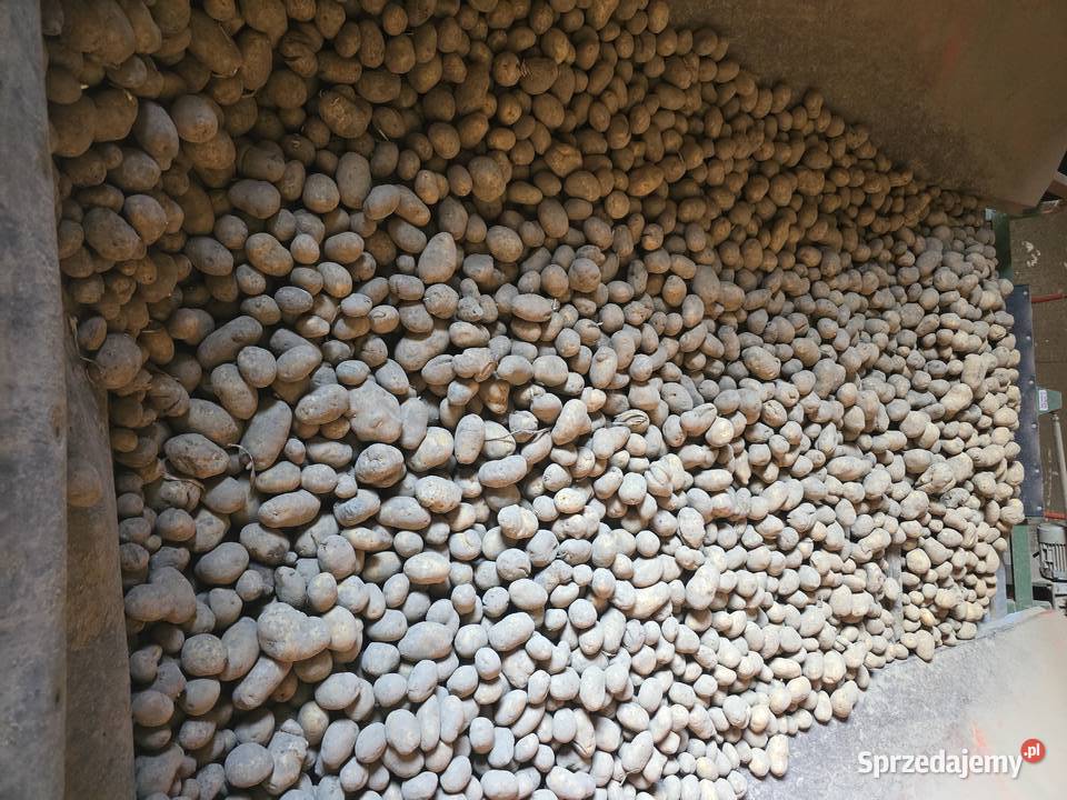 Sprzedam ziemniaki Zubowice