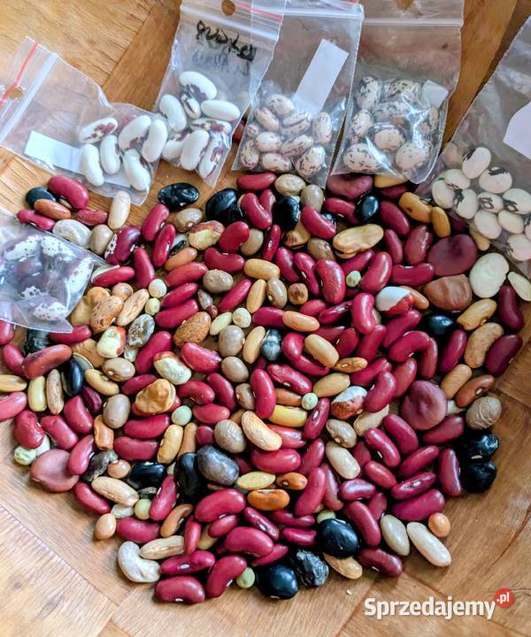 Mix fasola tyczna i karłowa szparagowa Nasiona Kraków