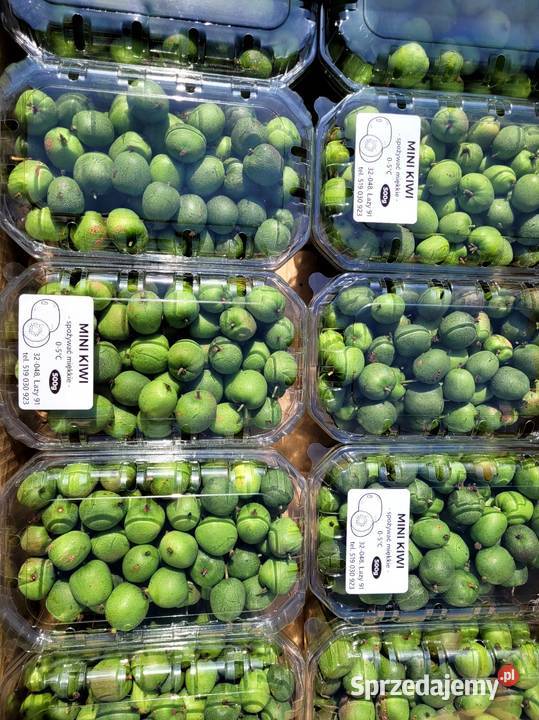 Borówki amerykańskie owoce małopolskie