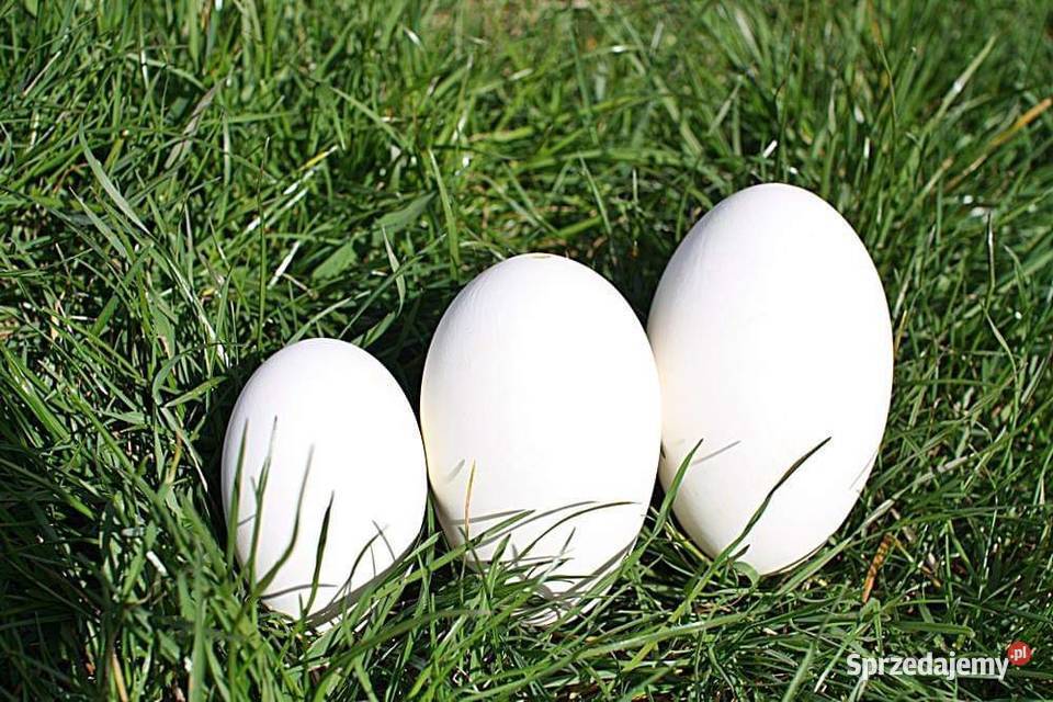Wydmuszki Jaj Gęsich Ptaki Lipno