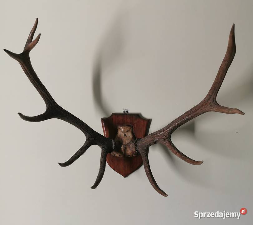 poroże jelenia na desce