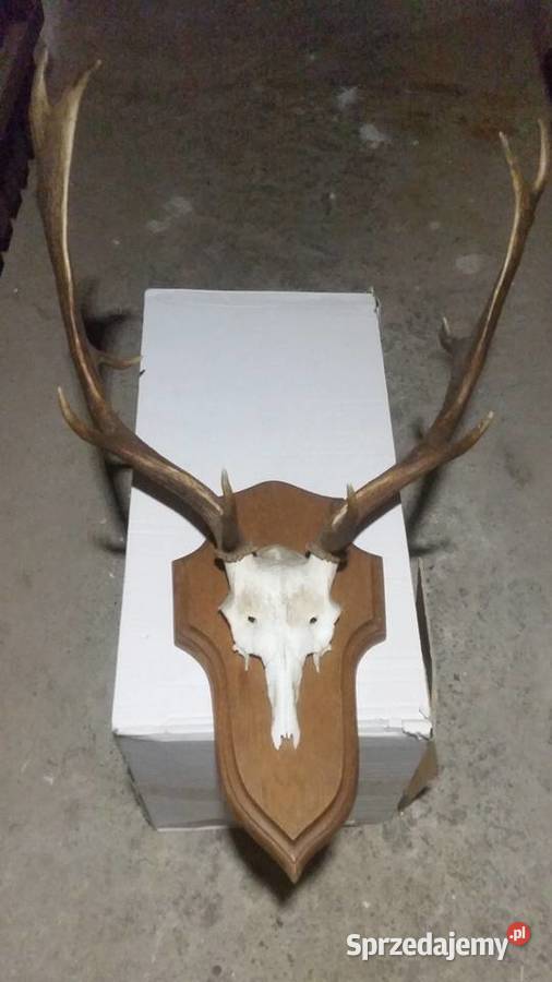 Poroże jelenia oprawione Warszawa sprzedam