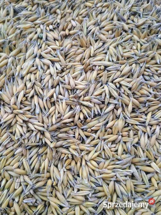 Sprzedam owies jary Reflex 100 Zboża Stara Kornica sprzedam