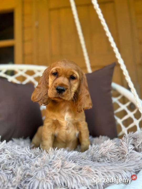 Cudowna mocno złota sunia Cocker Spaniel