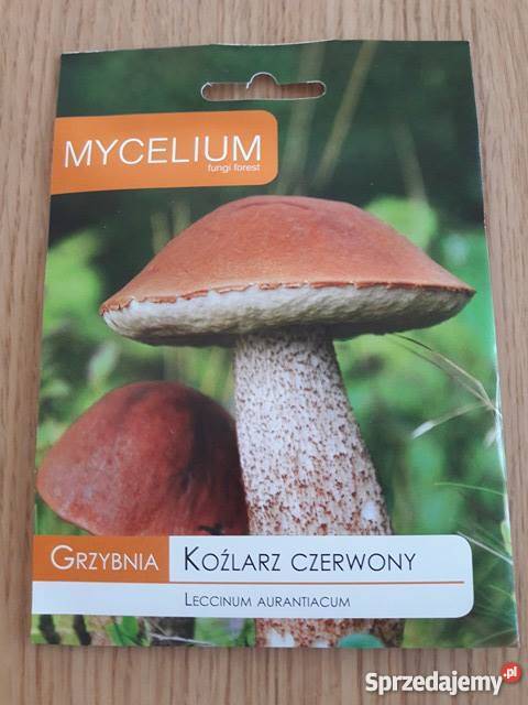 Grzybnia Koźlarz Czerwony Grzyby w twoim lubelskie Lublin