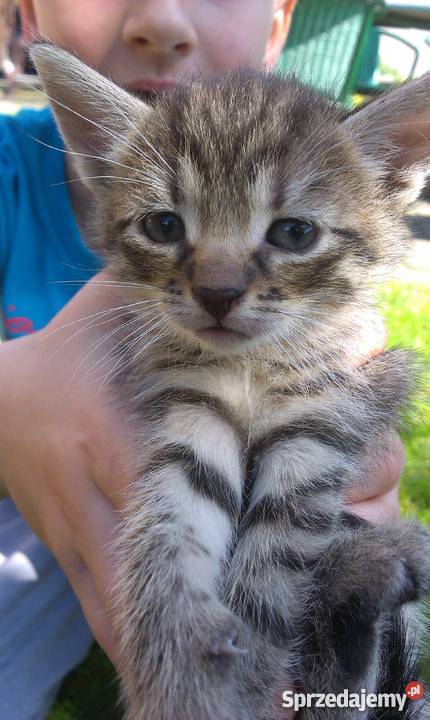 Do adopcji młode kocięta śląskie Będzin