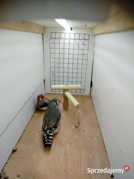 Zeberki wystawowe 2025 Jarosław