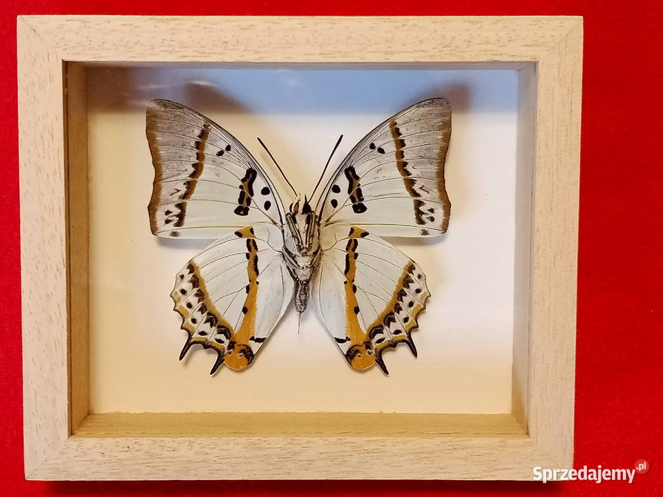 Motyl w ramce 12 x 12 Polyura nepenthes Szczecin
