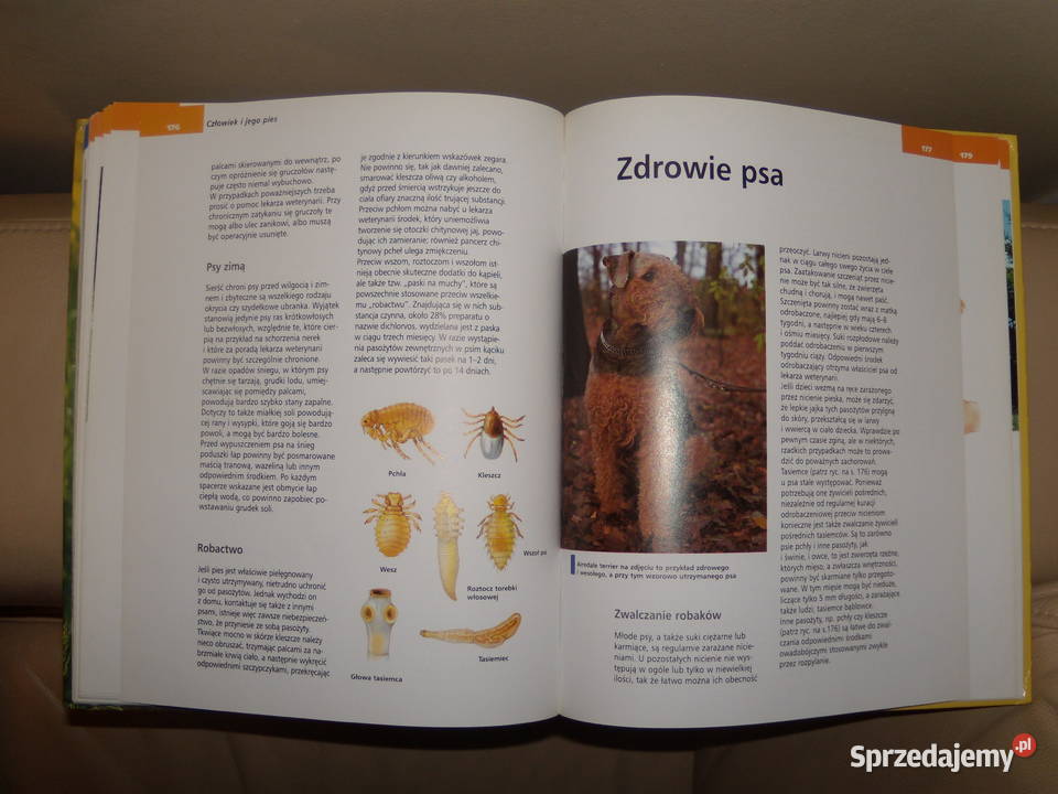 Psy Rasy szkolenie pielęgnacja Horst Bielfeld Poradniki, albumy i reportaże Warszawa