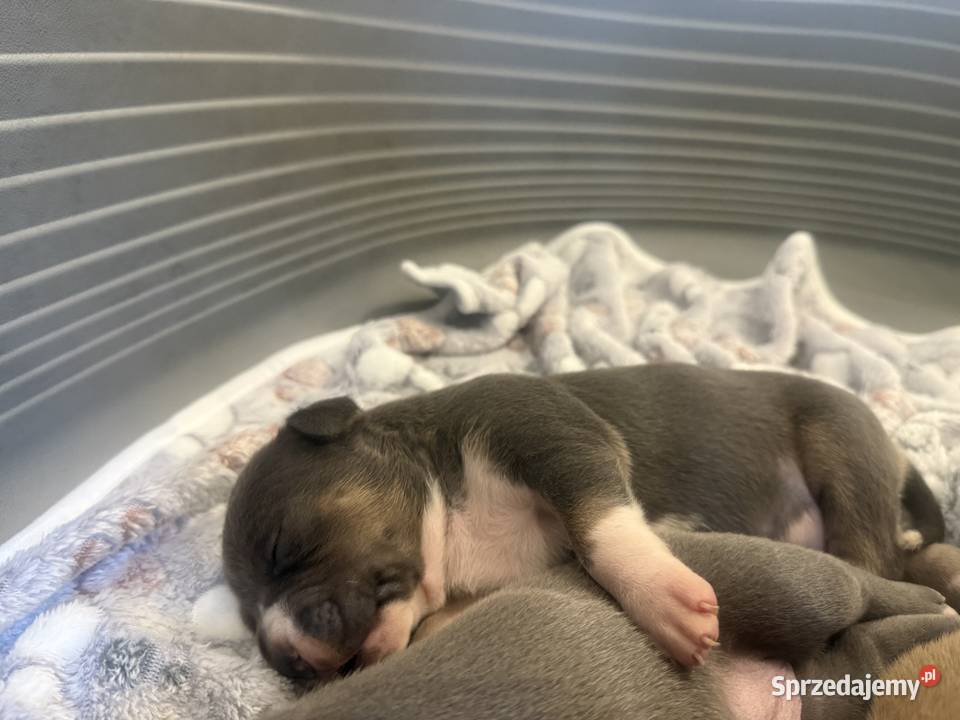 Amstaff Zapraszamy do rezerwacji Szczenięta o Sarnowo